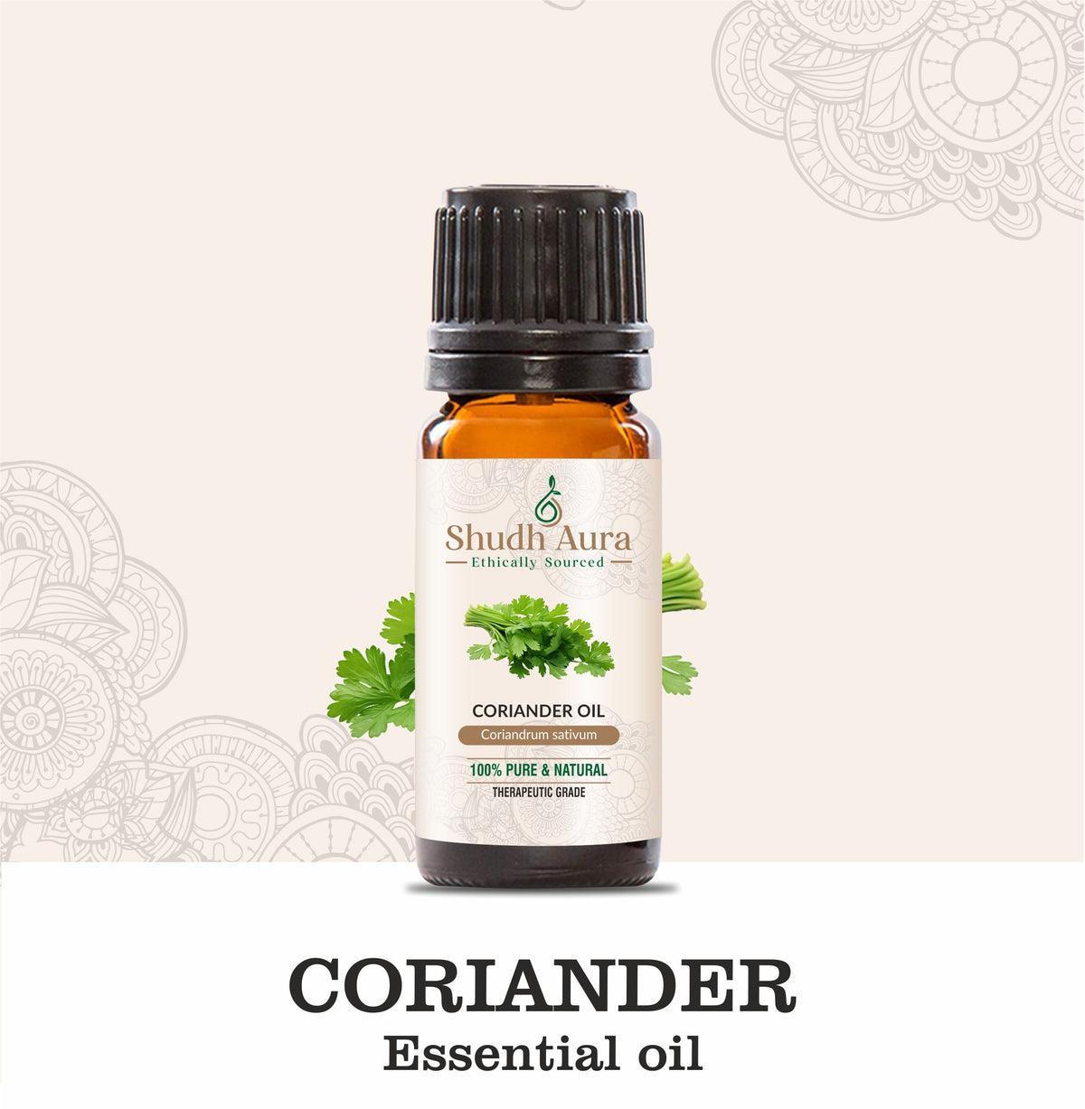 Coriander