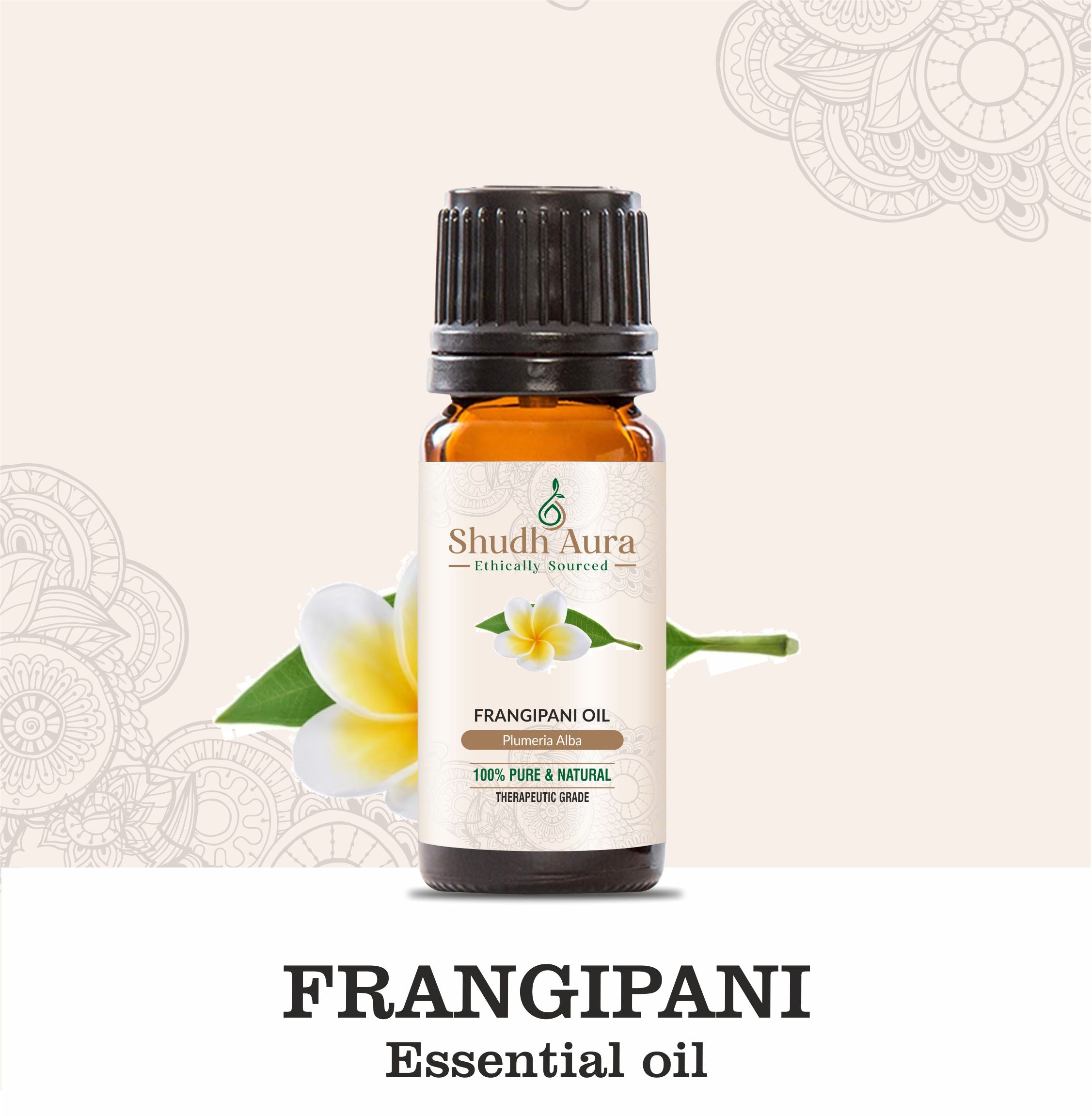 Frangipani