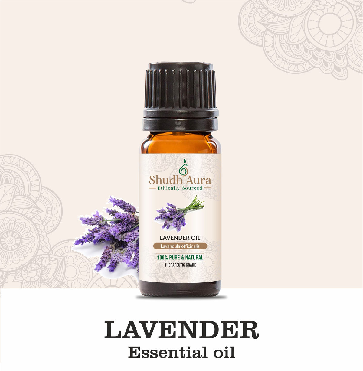 Kashmir Sweet Lavender