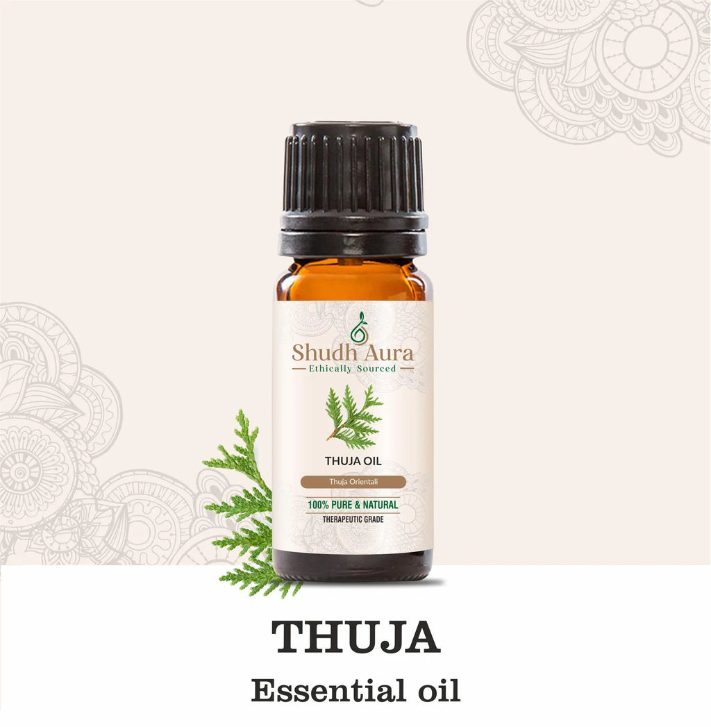 Cedar Leaf (Thuja)