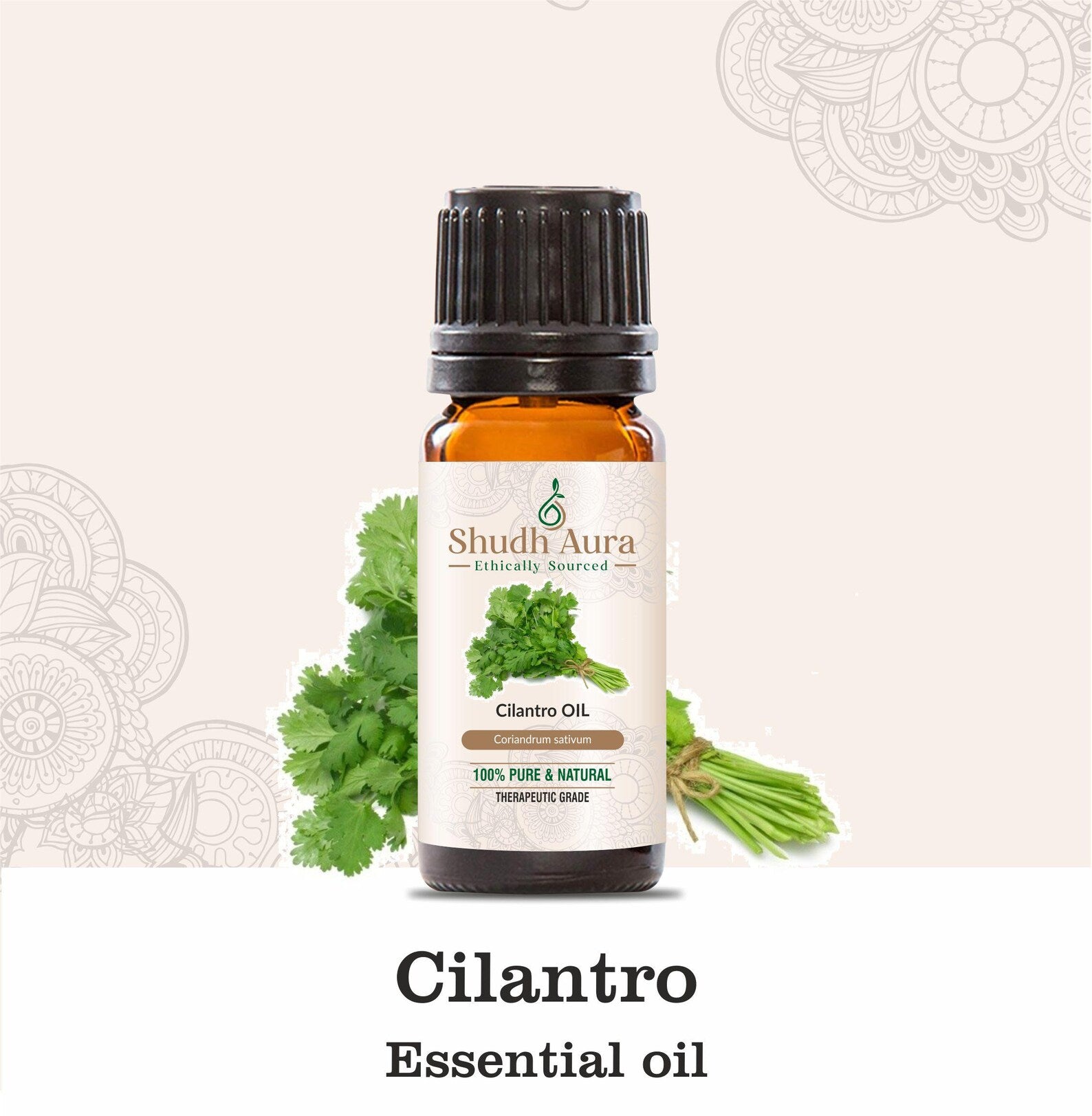 Cilantro