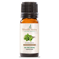 Holy Basil (Tulsi)